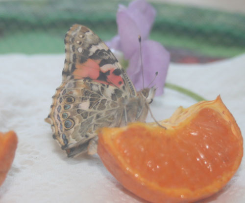 Painted Butterfly Drinking From Orange
