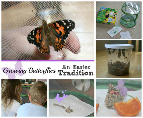 Growing Butterflies -- An Easter Tradition