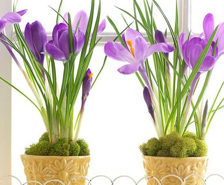 Easter Potted Plant Display