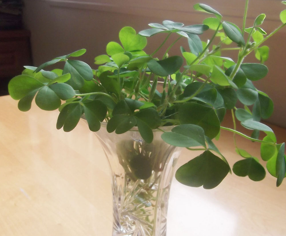 Clovers in a Vase