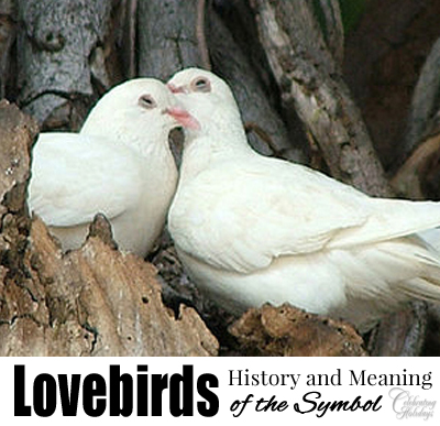 Lovebirds, A Symbol of Valentine’s Day