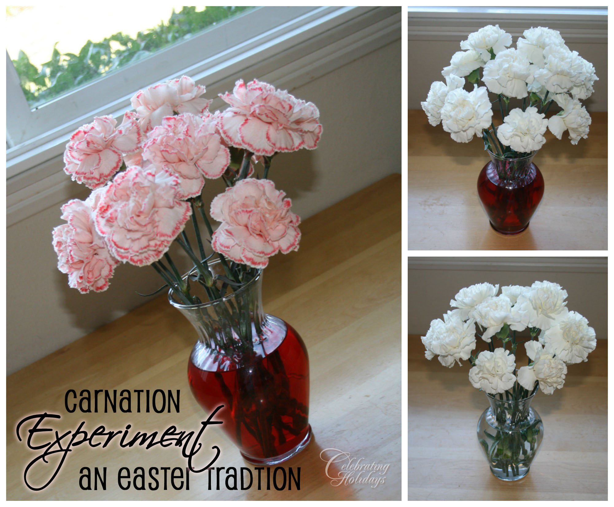 Carnation Experiment for Easter