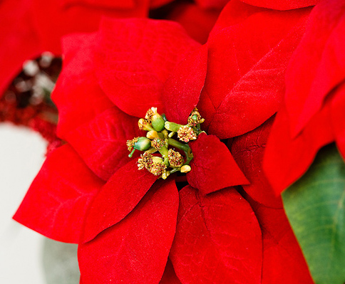 Poinsettias