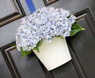 Hanging Hydrangeas