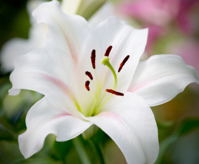 easter lilies