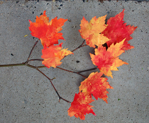 Fall Leaves