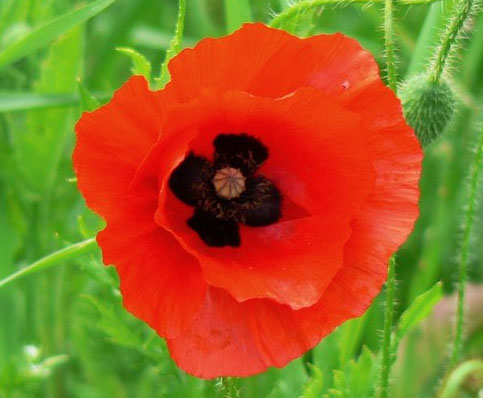 Memorial Day Poppy Flower 1