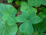 shamrocks