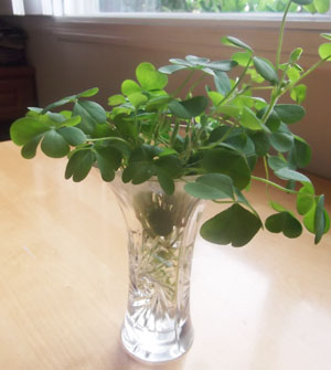 Wild Shamrocks in a Vase