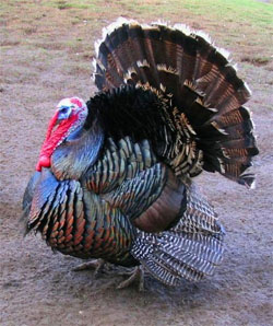 Thanksgiving Turkey