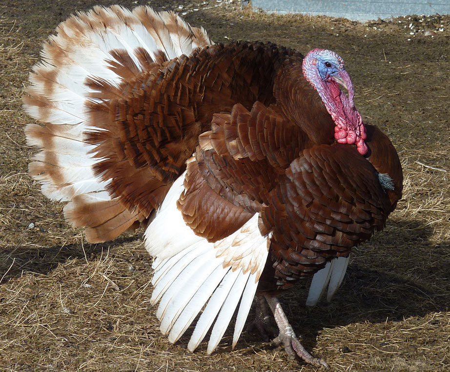 thanksgiving turkey symbols holidays
